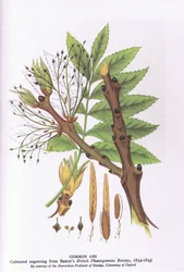 Studio di alberi che mostrano un salice piangente, Natura in Gran Bretagna pubblicata da Collins, 1946